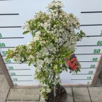 Hlohyňa šarlátová (Pyracantha) ´ORANGE GLOW´ výška:70-100 cm, kont. C5L/C7L - NA KMIENKU